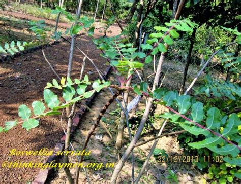 Medicinal Plant Details
