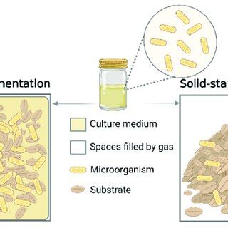Semi Solid State Fermentation 的图像结果
