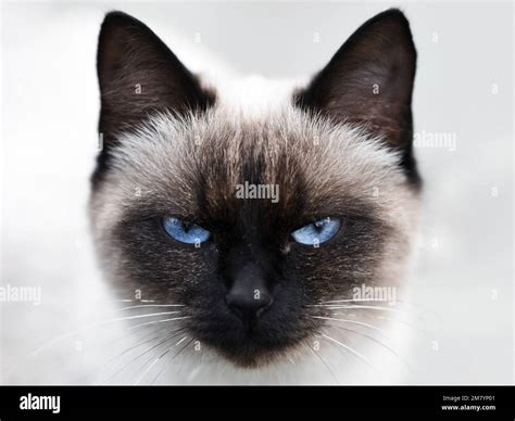 Portrait of Siamese cat with blue eyes on light background Stock Photo ...