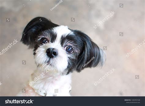 Black And White Shih Tzu