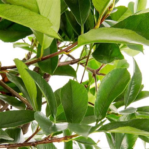 Lowe's Red Tip Photinia Screening Shrub in 3.58 -Gallon Pot 1 -Pack ...