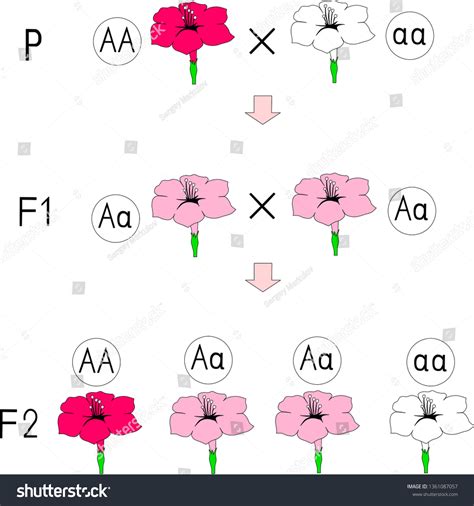13 Incomplete Dominance Flowers Images, Stock Photos & Vectors ...