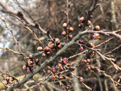 Identify Elm Tree 的图像结果