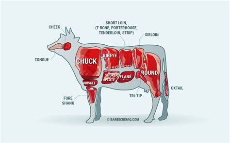 What Are the Primal Cuts of Beef? A Complete Guide