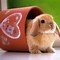 Image result for Cute Bunny Phone Wallpaper