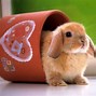 Image result for Cute Bunny Wallpaper Kawaii Black