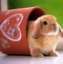 Image result for Cute Little Bunny