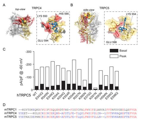 Structure–Function Relationship and Physiological Roles of Transient ...