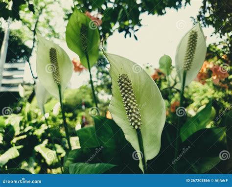 Peace Lilies - White Flowers Plants Stock Photo - Image of gardens ...
