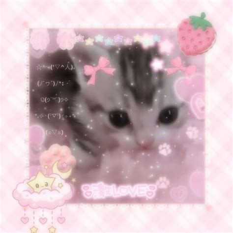 Image result for Learning Cat Discord