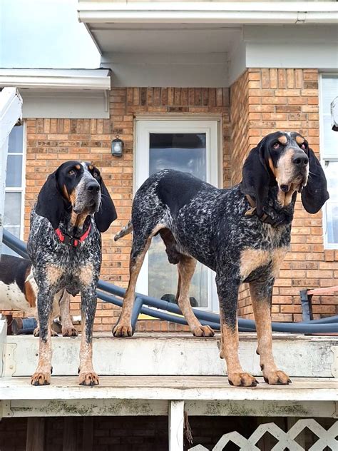 Bluetick Coonhound Puppies For Sale