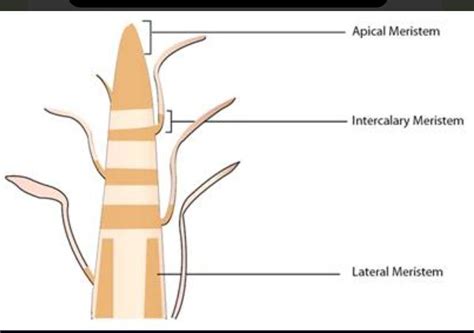 write a short note on meristematic tissue with their location and ...