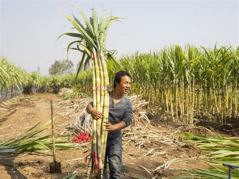 种植甘蔗亩产利润多少一亩地赚多少钱_甘蔗艾草红薯种植服务网