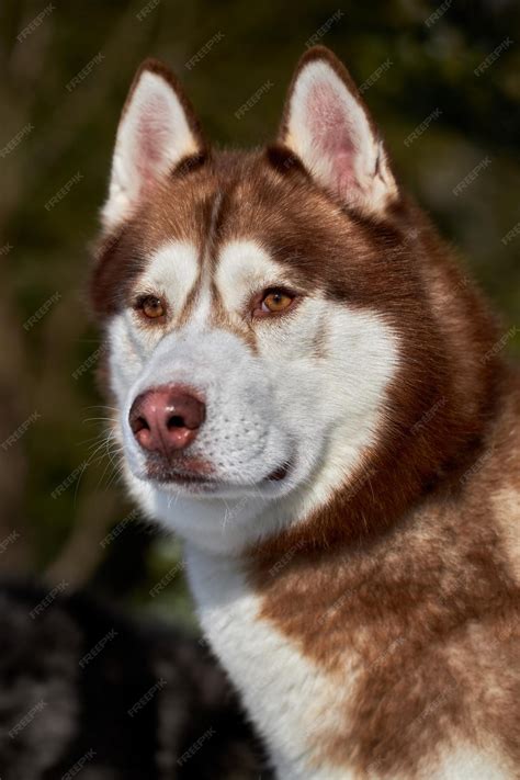 Premium Photo | Portrait of a red siberian husky dog