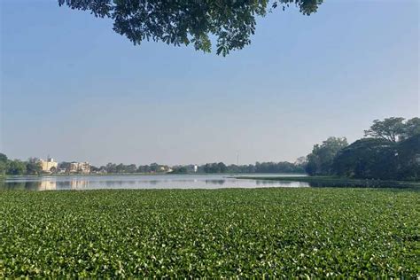 Due to pollution, birds have decreased in Saheb Bandh in Purulia ...