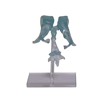 LABZIO- Brain Ventricle Model : Amazon.in: Industrial & Scientific