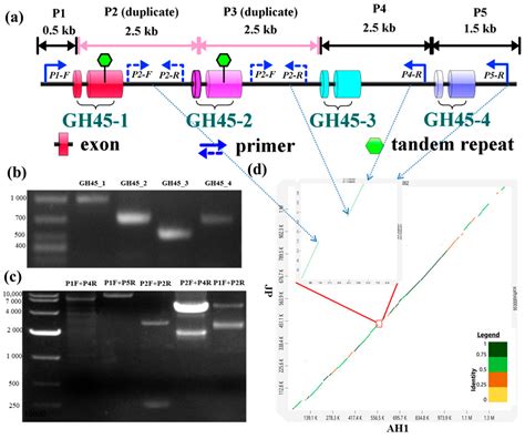 Copy Number Variations of Glycoside Hydrolase 45 Genes in ...