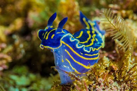 Nudibranquios, coloridos y tóxicos