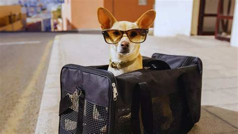US Dog Airline: US launches the world's first airline for dogs | Times ...