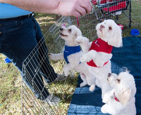 Irvine Animal Care Center hosts annual holiday pet adoption fair ...