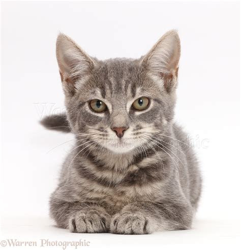 Grey tabby kitten photo WP44652