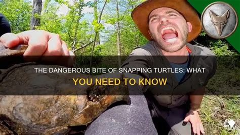 Image result for Snapping Turtle Bites
