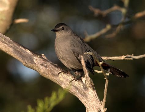 Catbird at Forsythe NWR KyleCheliusUSFWS2019.jpg | FWS.gov