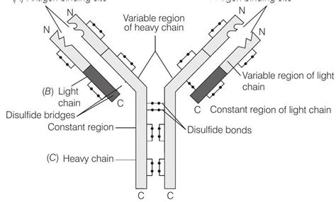 SATHEE: Chapter 08 Human Health and Diseases