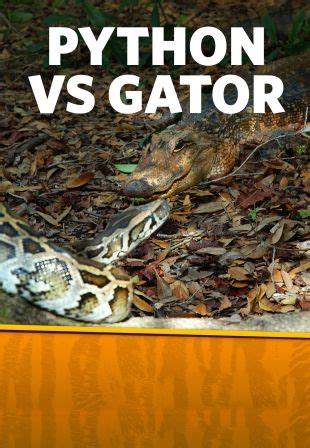 Image result for Florida Python vs Gator