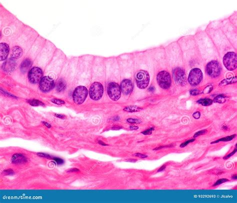 Simple columnar epithelium stock image. Image of histology - 93292693