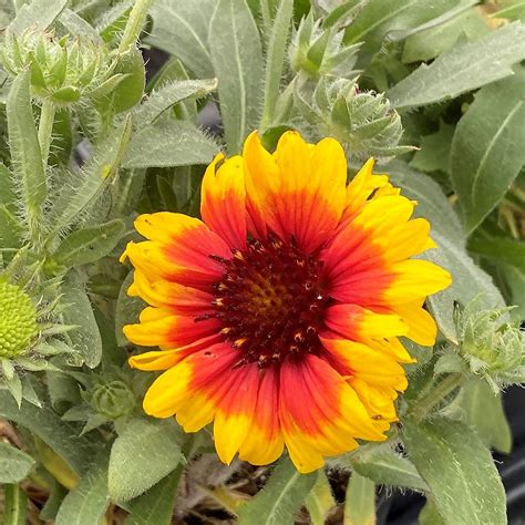 Gaillardia ‘Arizona Sun’ (Blanket Flower) - Cavano’s Perennials