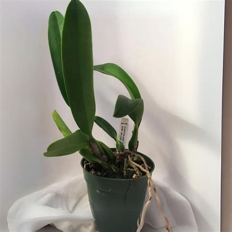 cattleya orchid Pink-Violet hybride – GreenParadiseLive