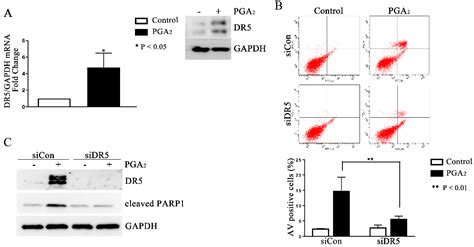 Induction of DR5-Dependent Apoptosis by PGA2 through ATF4-CHOP Pathway