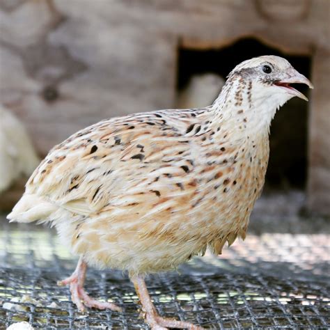 Coturnix Quail Basics- Information and Pictures Galore
