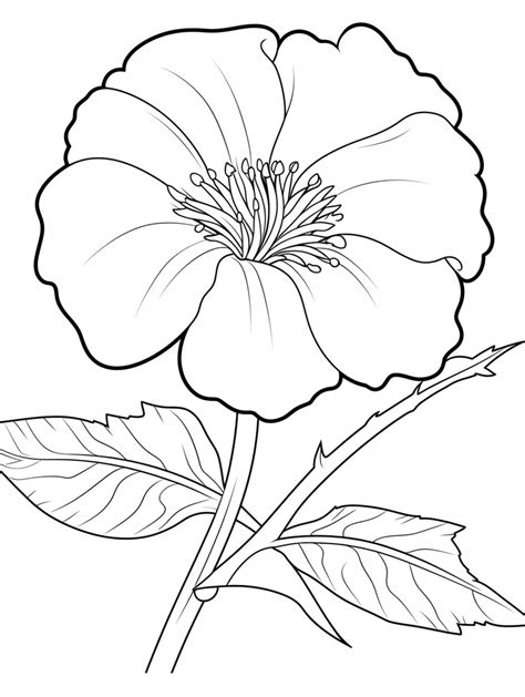 Realistic Flower Coloring Pages for Adults - coloringforest.com