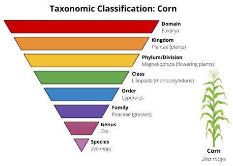 Image result for Taxonomy Code for LMSW