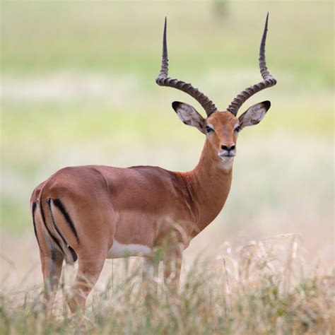 Nebraska Hunting Seasons, Licenses and Regulations | Sportsman's Warehouse