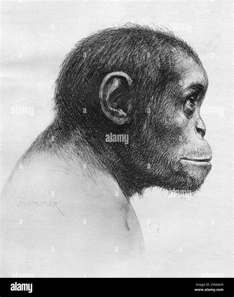 Image result for Australopithecus Reconstruction
