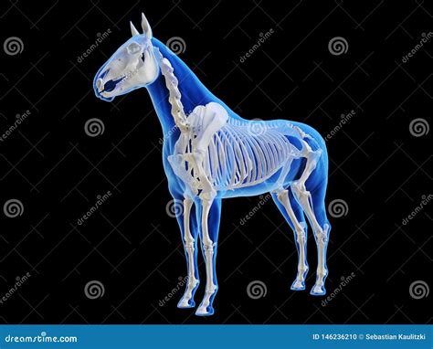 The horse skeletal system stock illustration. Illustration of spine ...