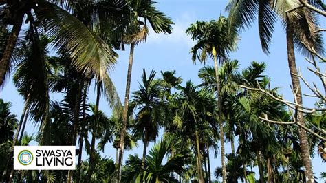 Arecanut Plantation: Complete Guide - Swasya