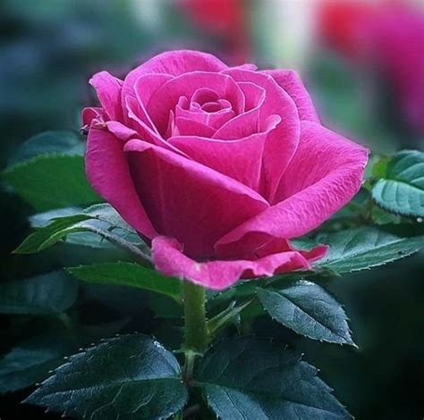 Image result for Flower Coding Steps Pattern in Scratch