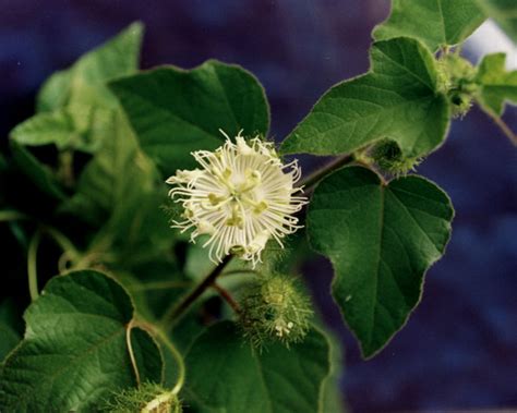 Passiflora fœdida