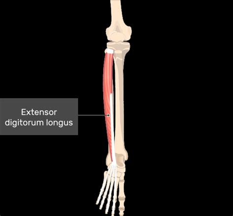 Image result for Extensor Digitorum Longus Muscle Function