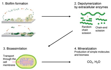 Abiotic and Biotic Polymer Degradation Mechanisms | Encyclopedia MDPI