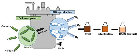 Polyhydroxyalkanoates (PHAs): Biopolymers for Biofuel and Biorefineries