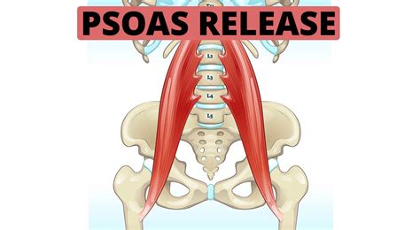 Psoas Release Tool Stretches For Psoas Muscle, 46% OFF