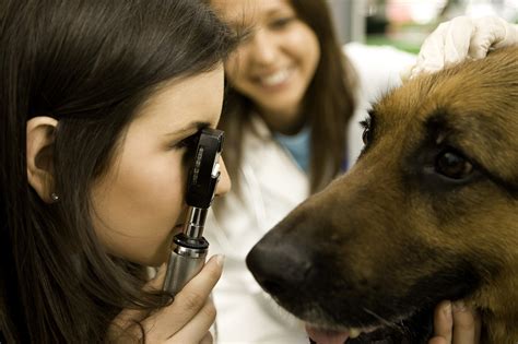 How to Treat Corneal Ulcer in Dogs | Vetrix, Inc.