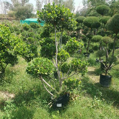 Ficus Longisland Topiary