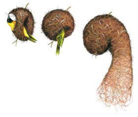 Free nest PNG clipart for nature and wildlife designs - Photo #4111 ...