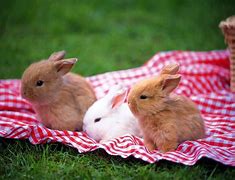 Image result for Adorable Dwarf Bunnies